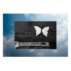 Butterfly - Tony Vierstra Photography